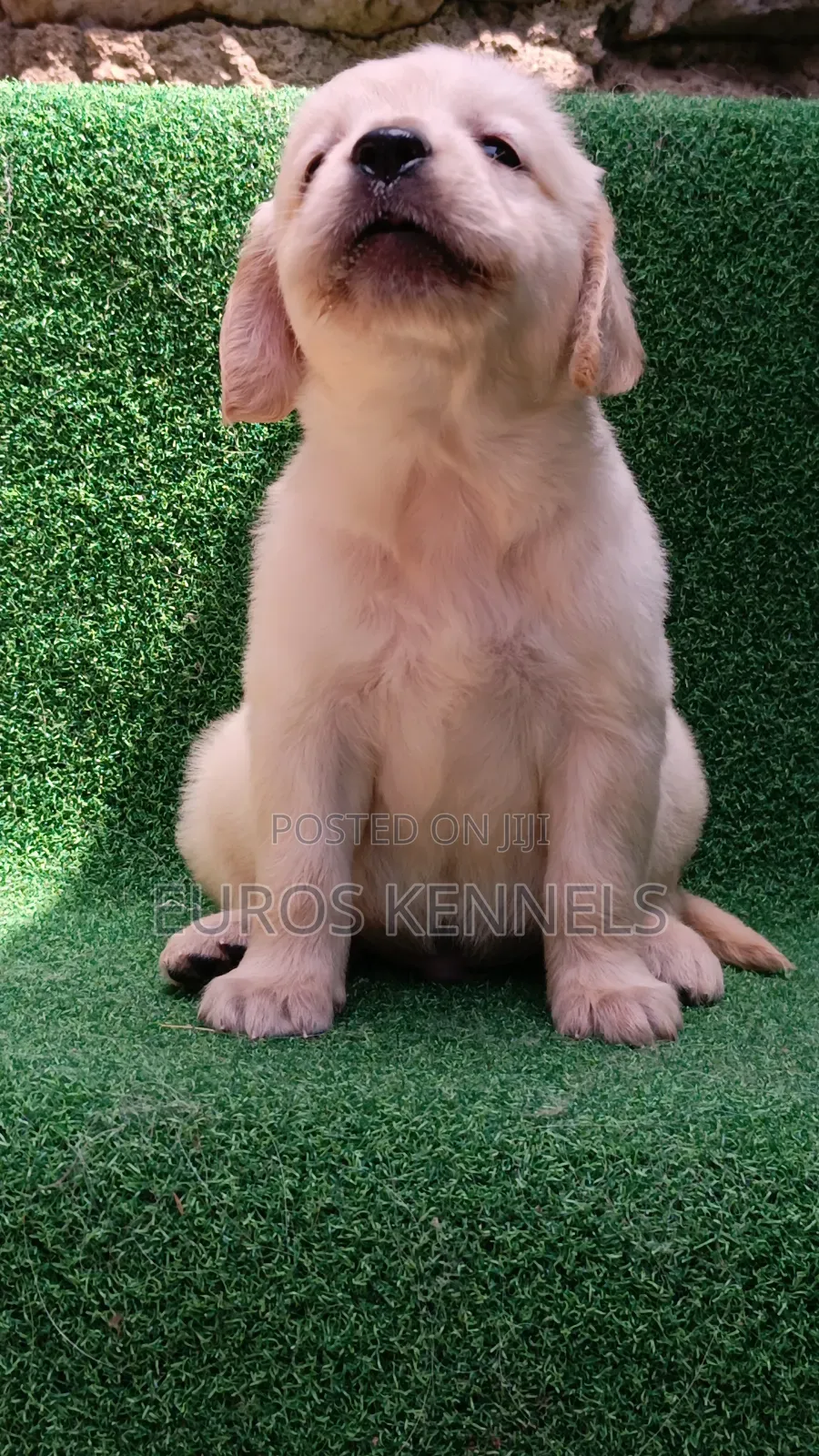 1-3 months Male Purebred Golden Retriever