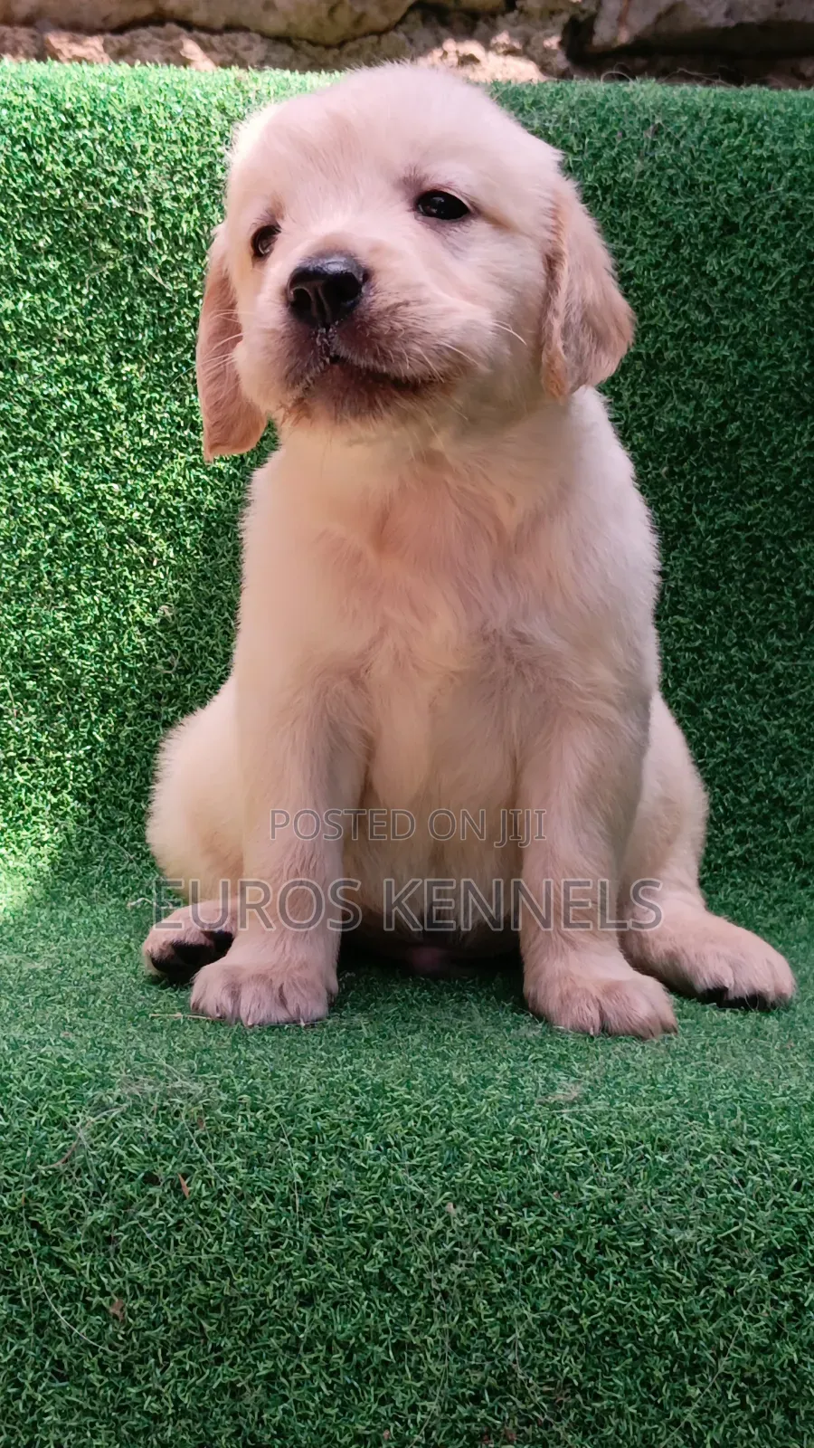 1-3 months Male Purebred Golden Retriever