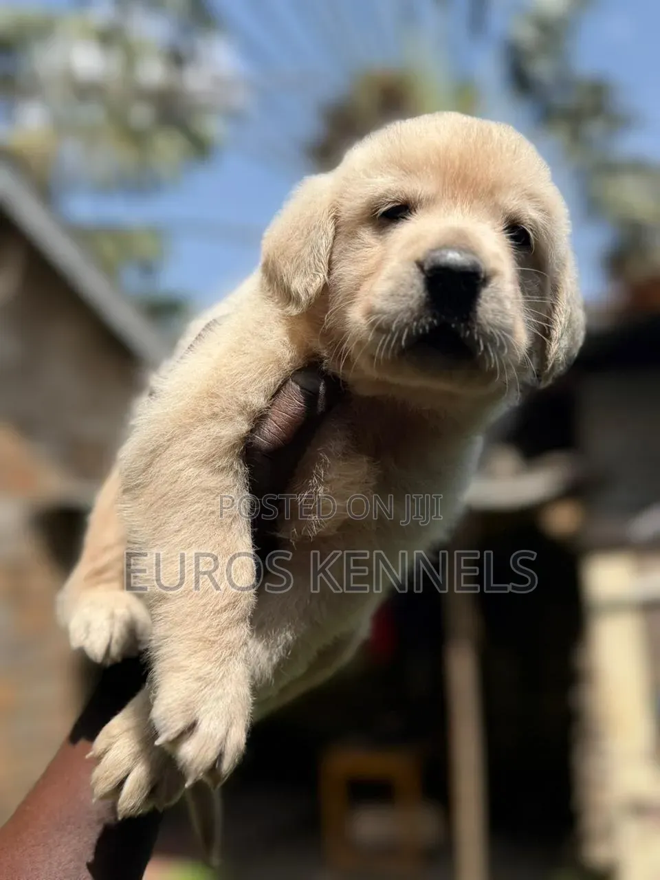 1-3 months Male Purebred Golden Retriever