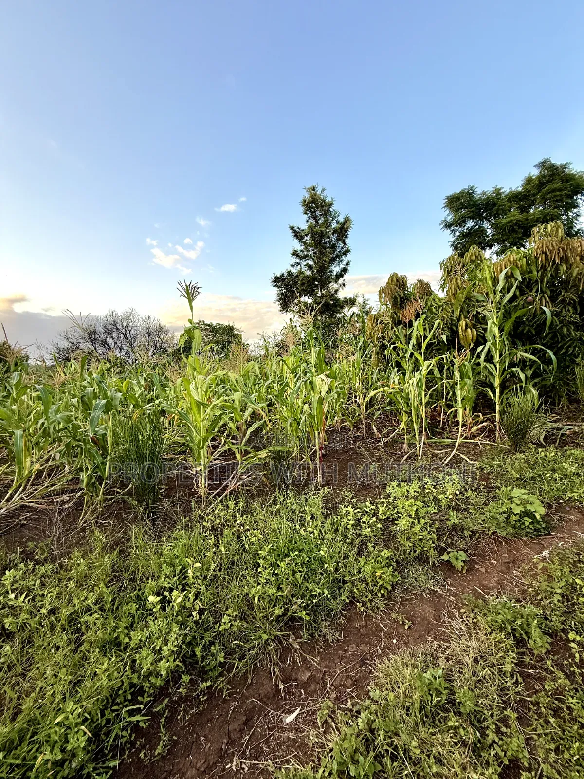 1/4 Acre Plots for Sale in Kinyaga, Kirinyaga County.