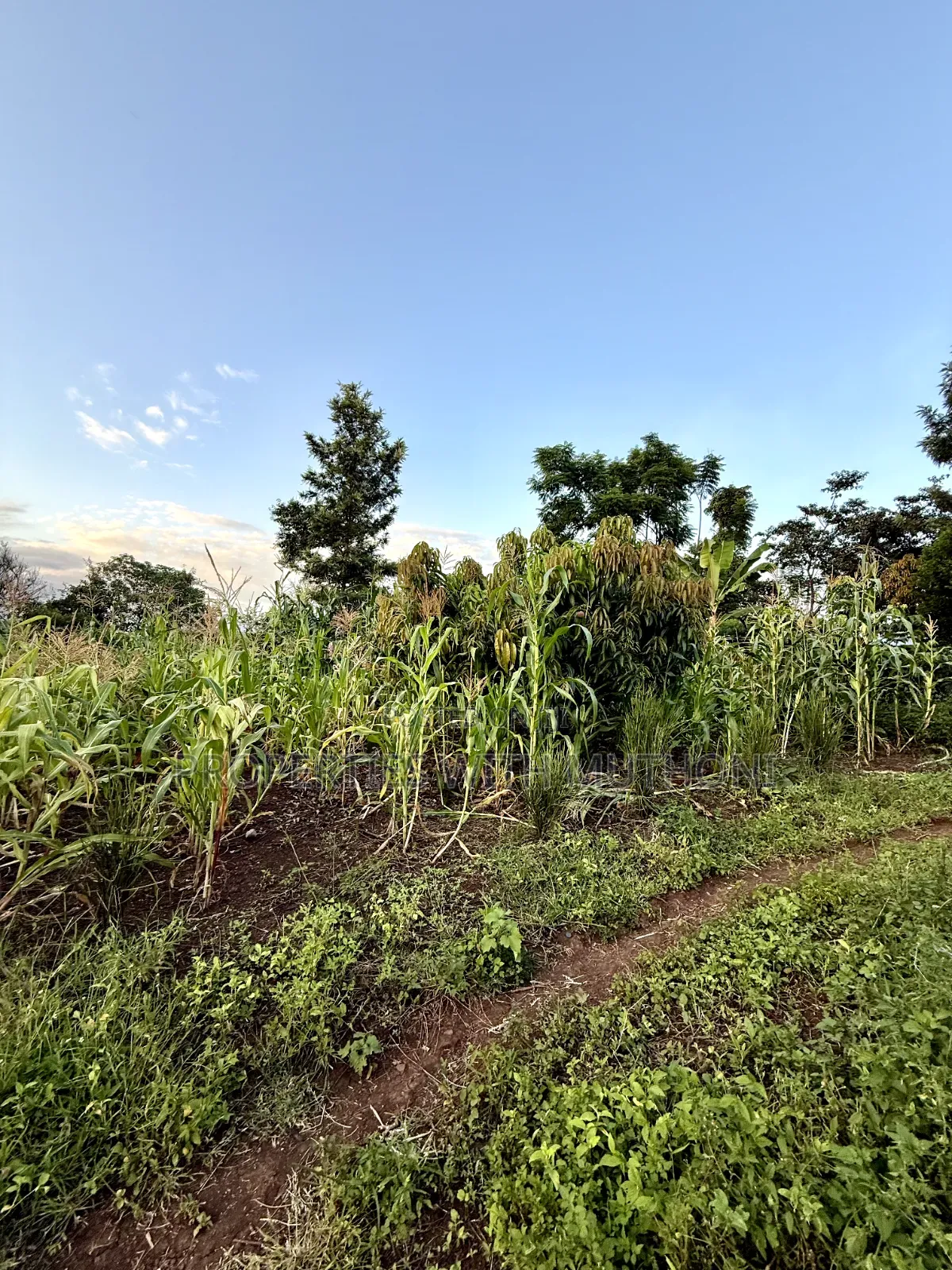 1/4 Acre Plots for Sale in Kinyaga, Kirinyaga County.