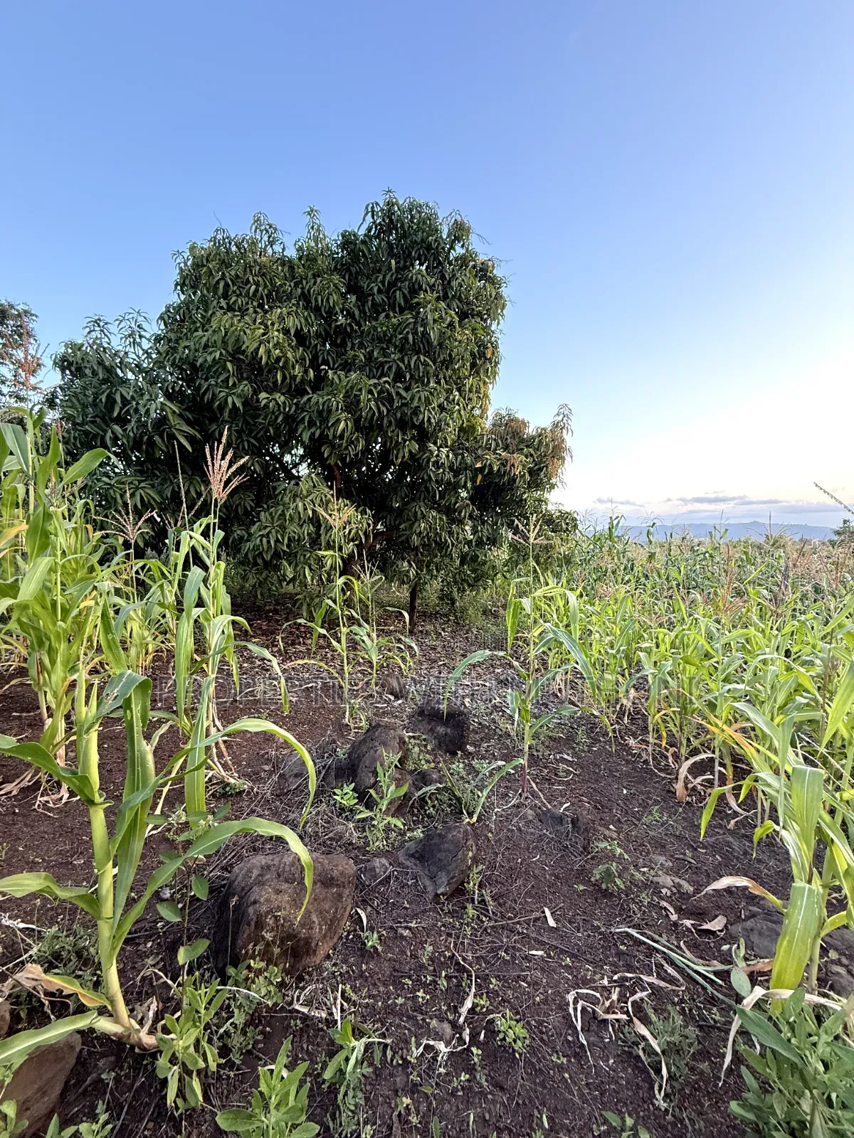 1/4 Acre Plots for Sale in Kinyaga, Kirinyaga County.