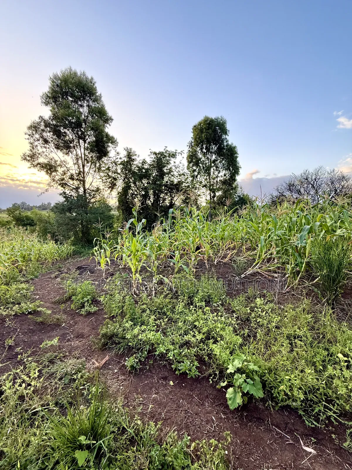 1/4 Acre Plots for Sale in Kinyaga, Kirinyaga County.