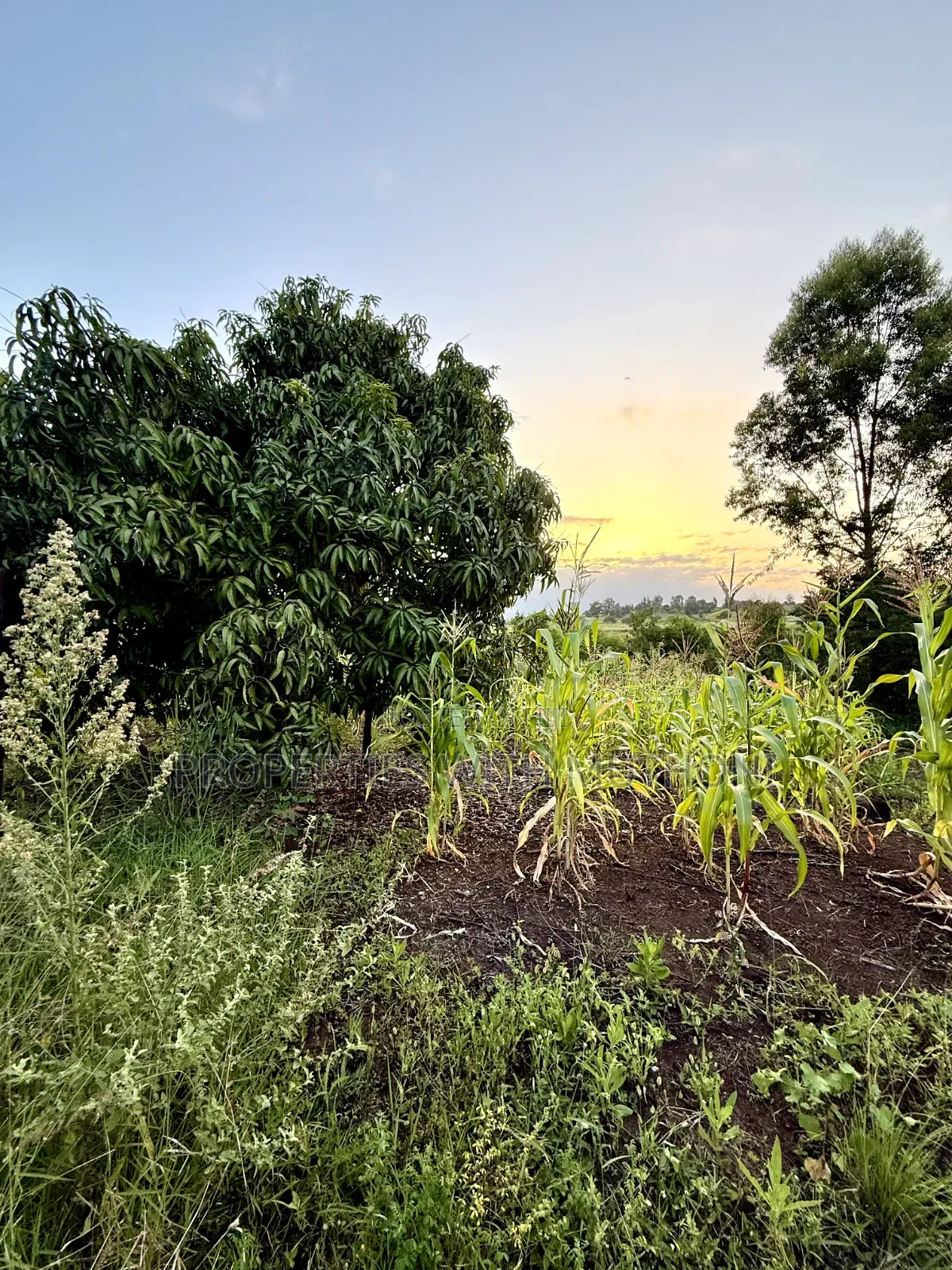 1/4 Acre Plots for Sale in Kinyaga, Kirinyaga County.