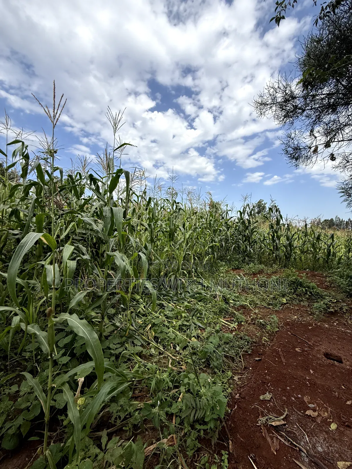 1/8 Acre Plot for Sale in Gatuto Town, Kutus.