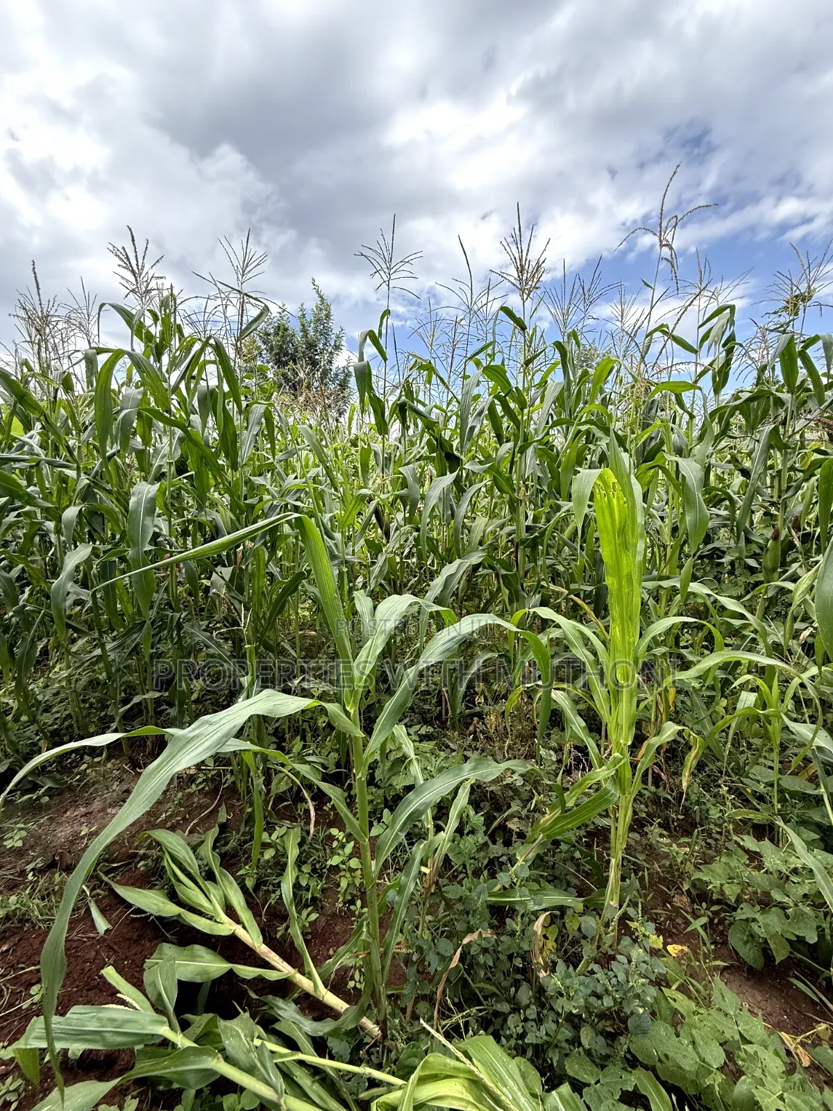 1/8 Acre Plot for Sale in Gatuto Town, Kutus.