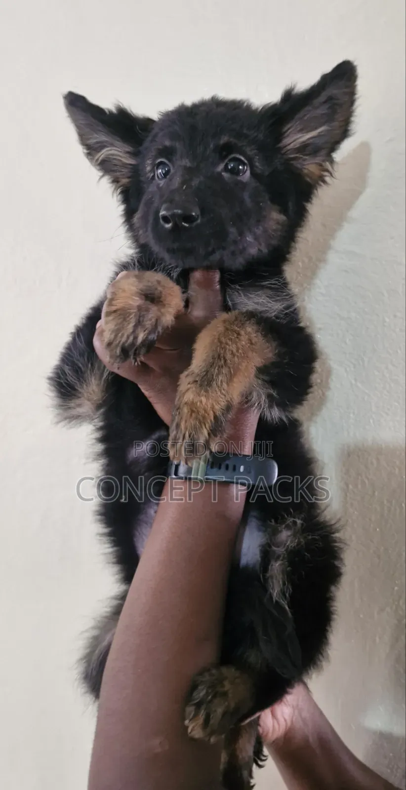 3-6 months Female Purebred German Shepherd