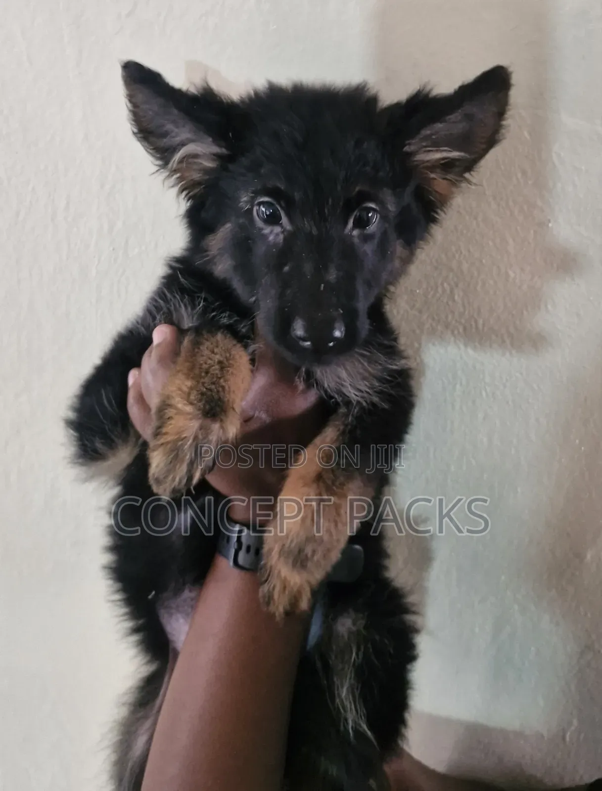 3-6 months Female Purebred German Shepherd