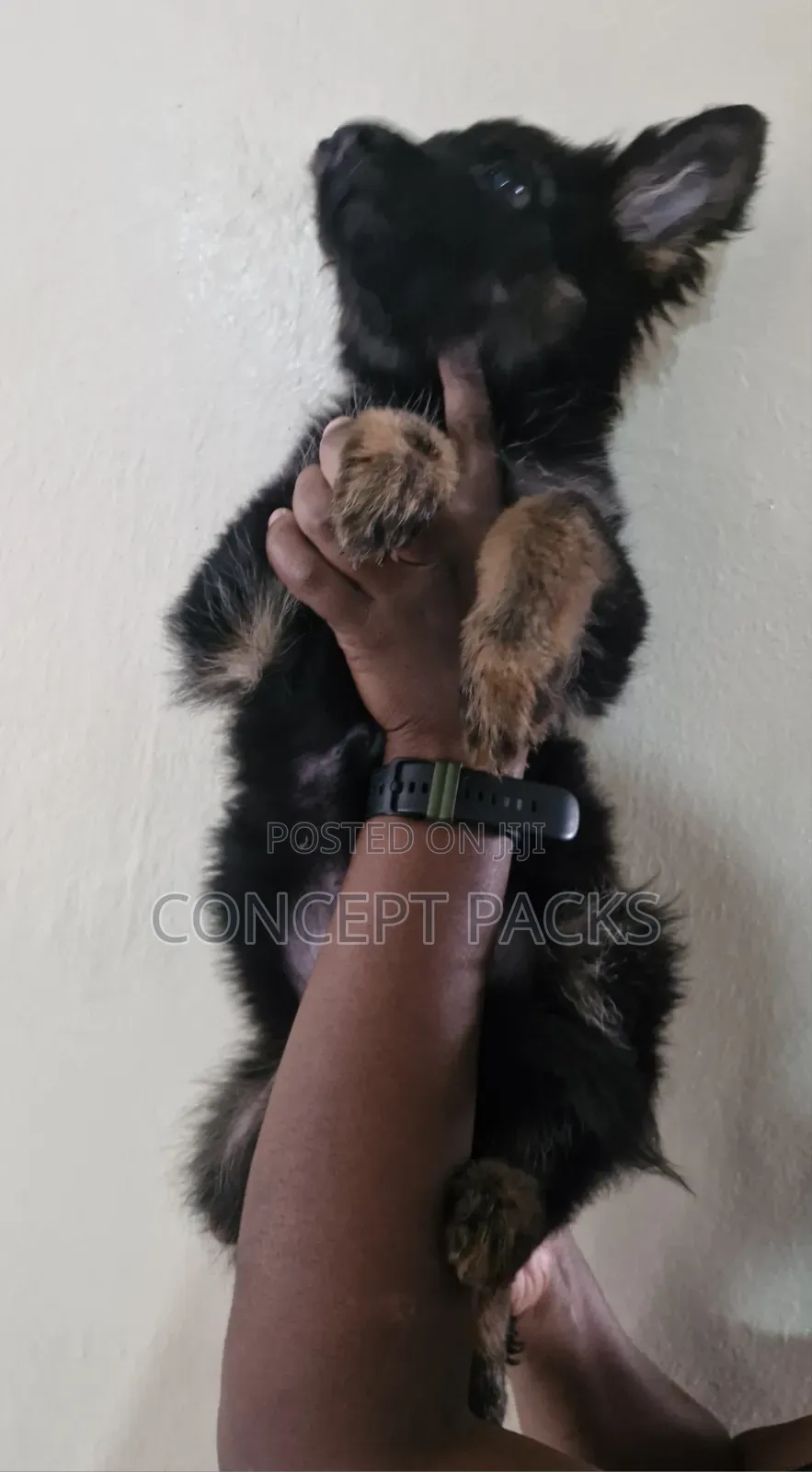 3-6 months Female Purebred German Shepherd