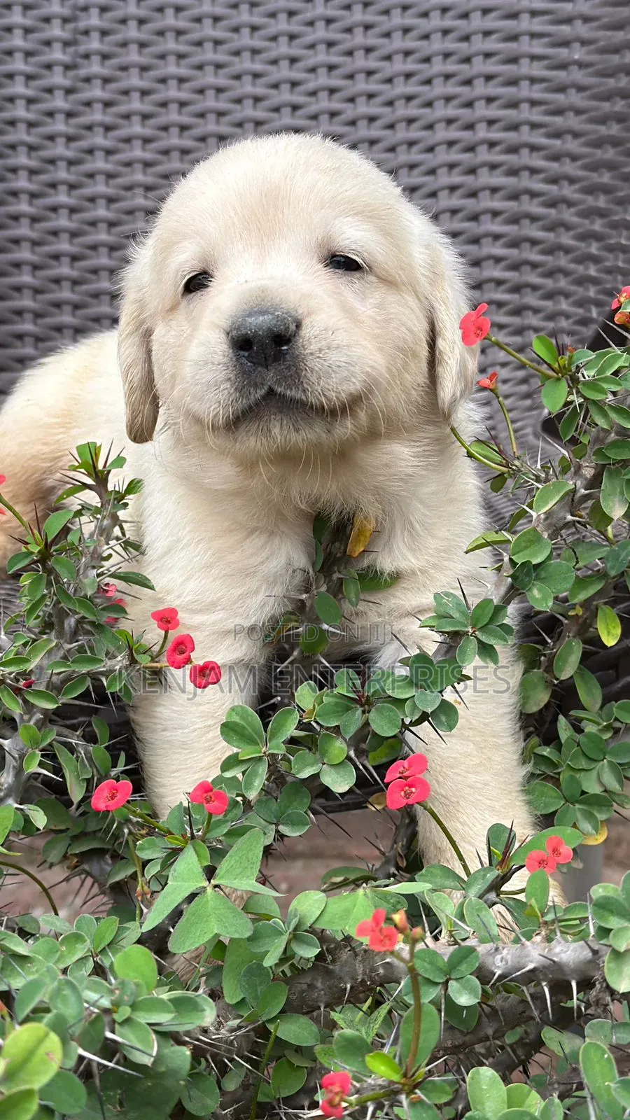1-3 months Female Purebred Labrador Retriever