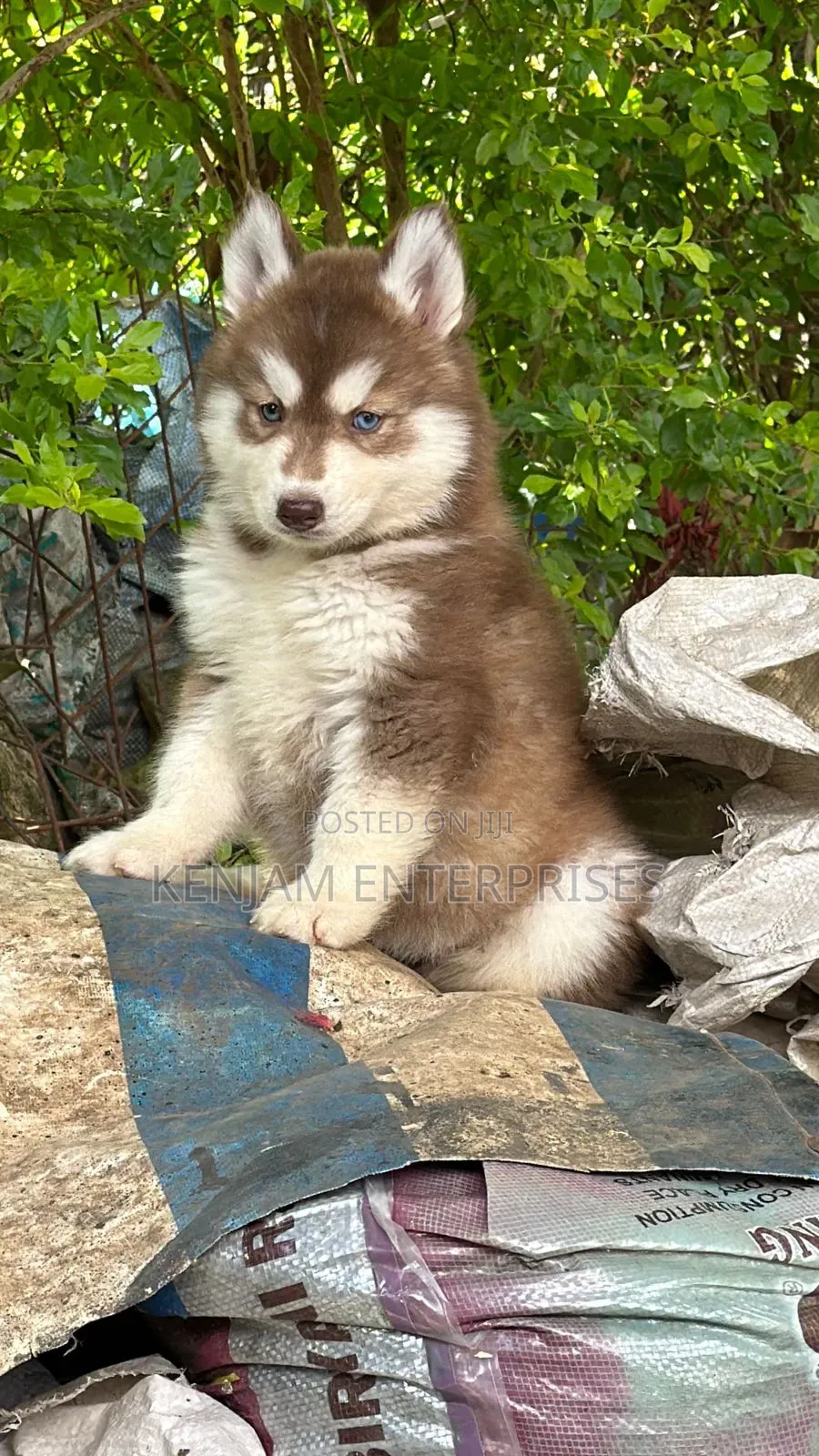 1-3 months Male Purebred Siberian Husky