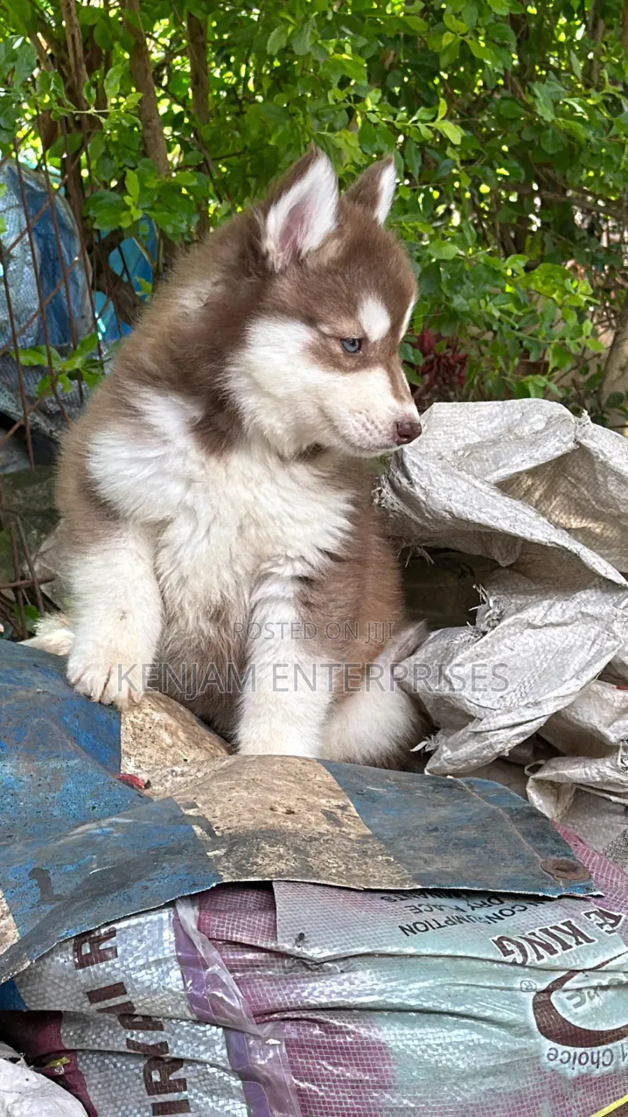 1-3 months Female Purebred Siberian Husky