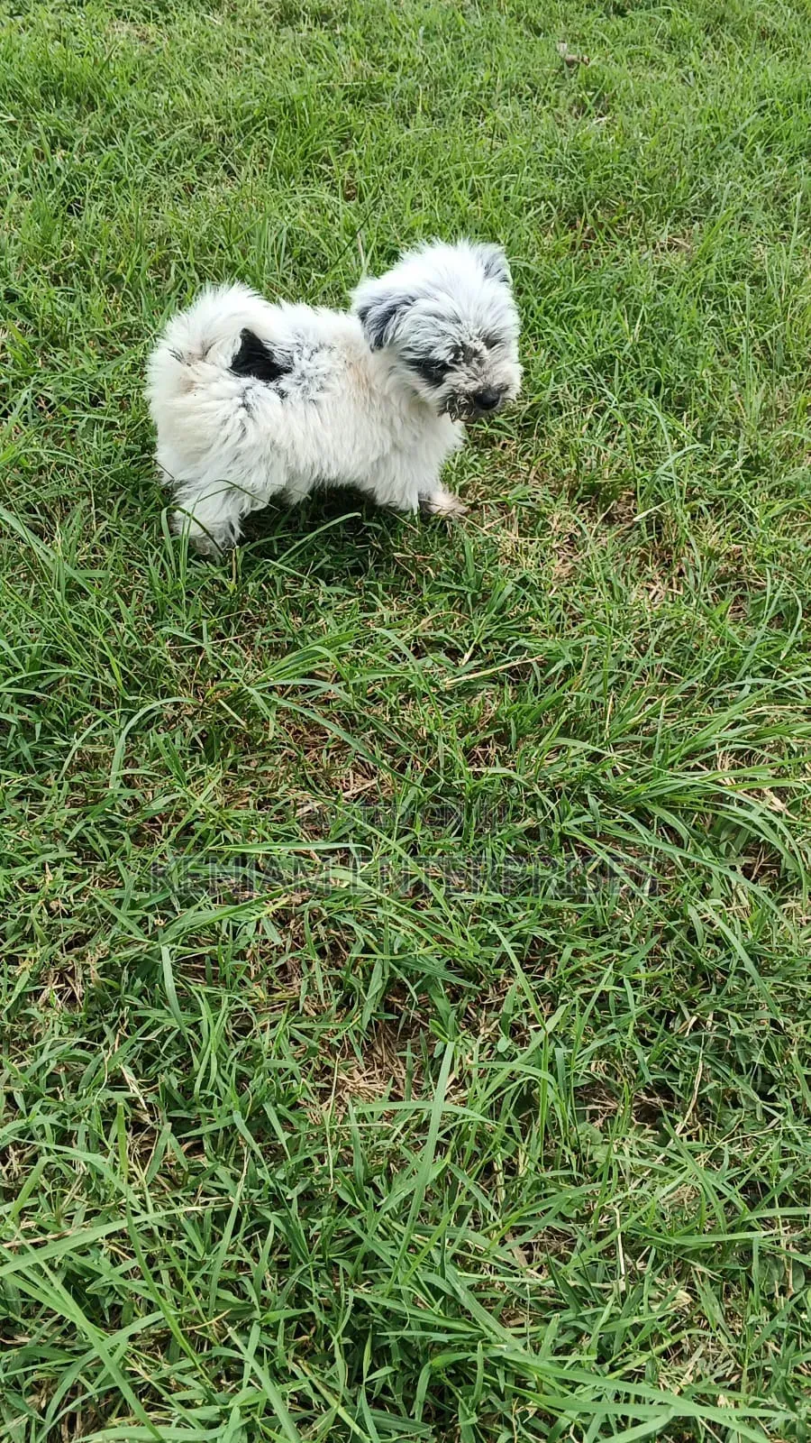 1-3 months Female Purebred Havanese