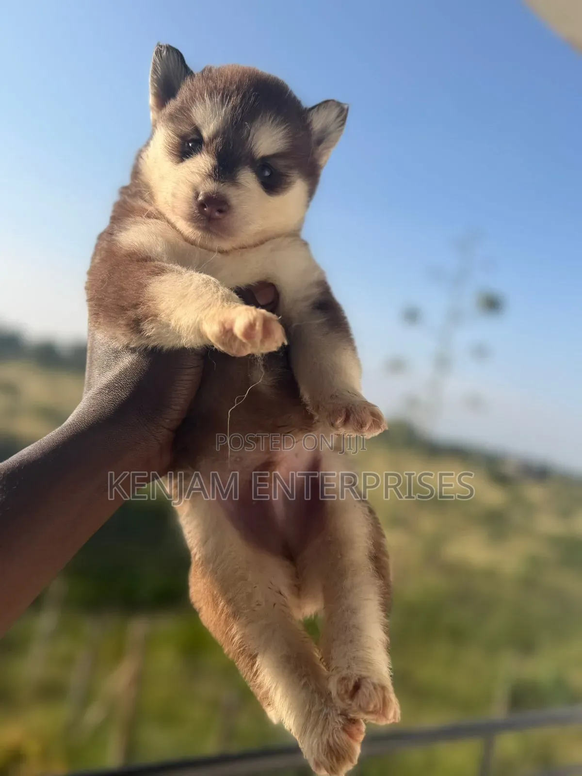 1-3 months Male Purebred Siberian Husky