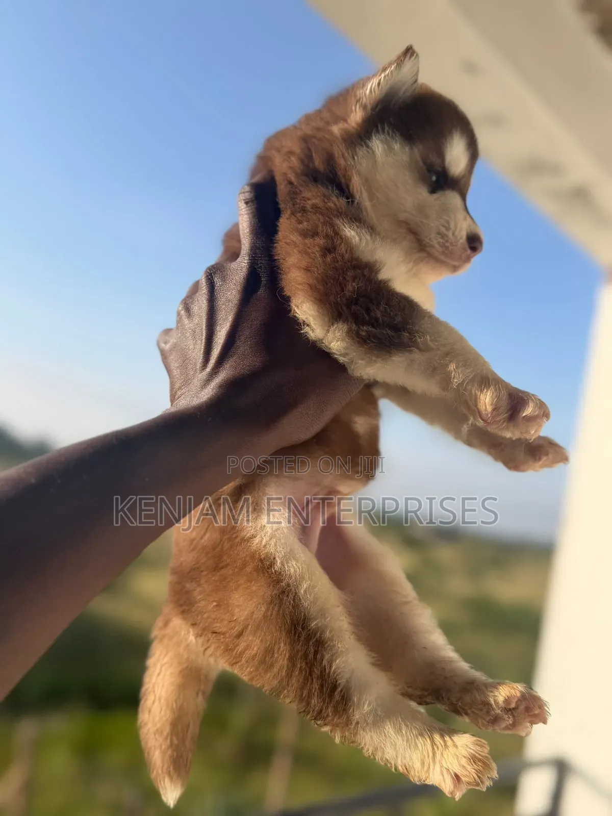 1-3 months Male Purebred Siberian Husky