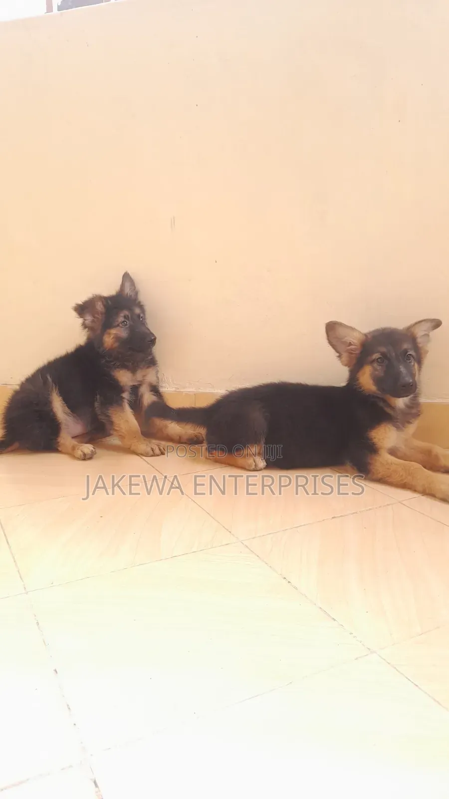 1-3 months Male Purebred German Shepherd