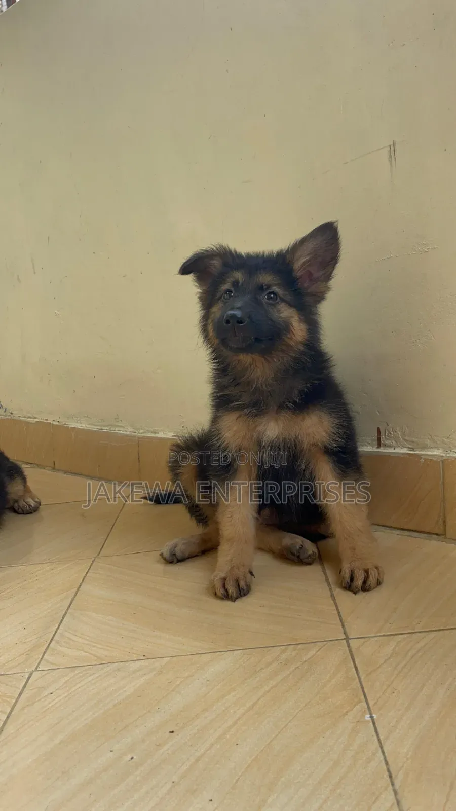 1-3 months Male Purebred German Shepherd