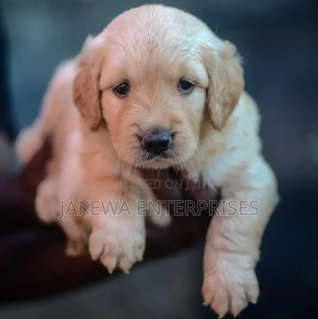 1-3 months Male Purebred Golden Retriever