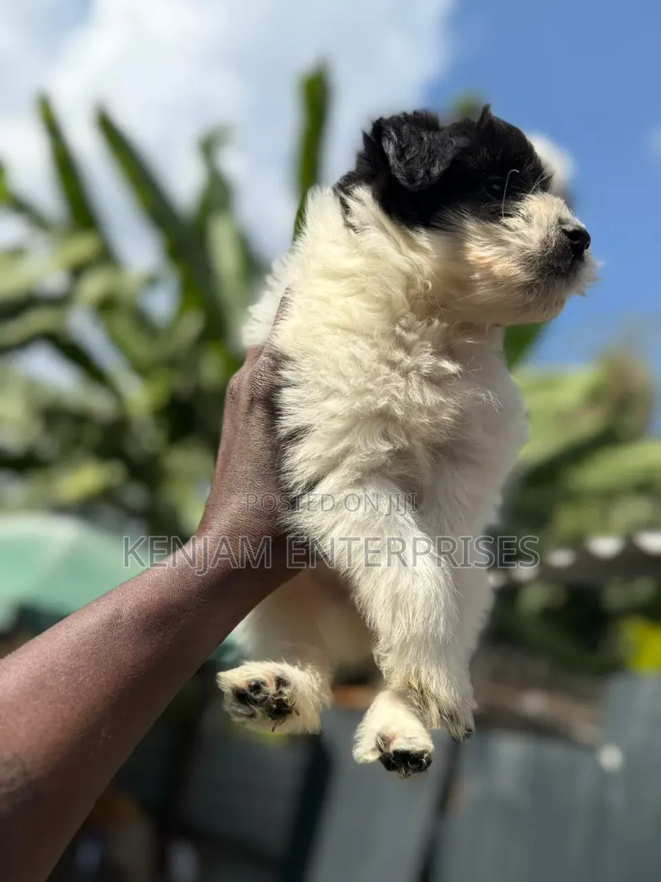 1-3 months Female Purebred Havanese