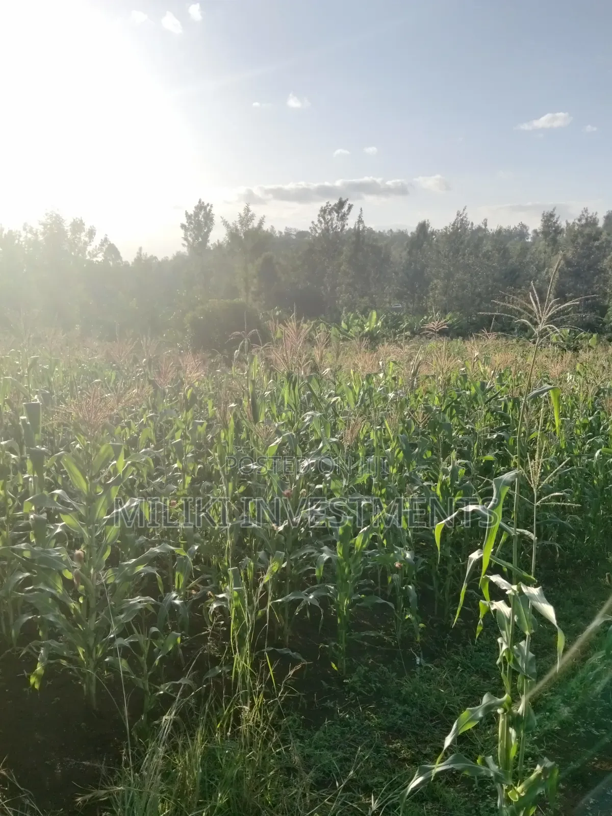 1.6 Acres on Sale at Sabasaba -Kenol