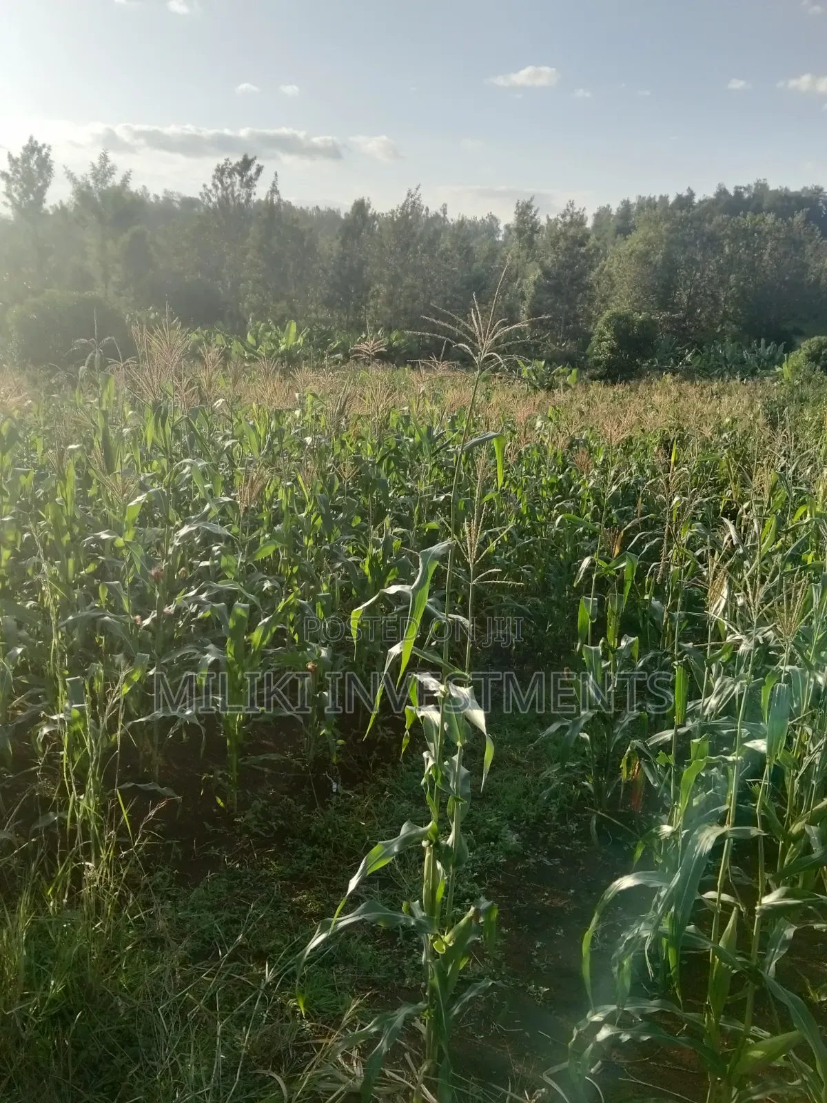 1.6 Acres on Sale at Sabasaba -Kenol