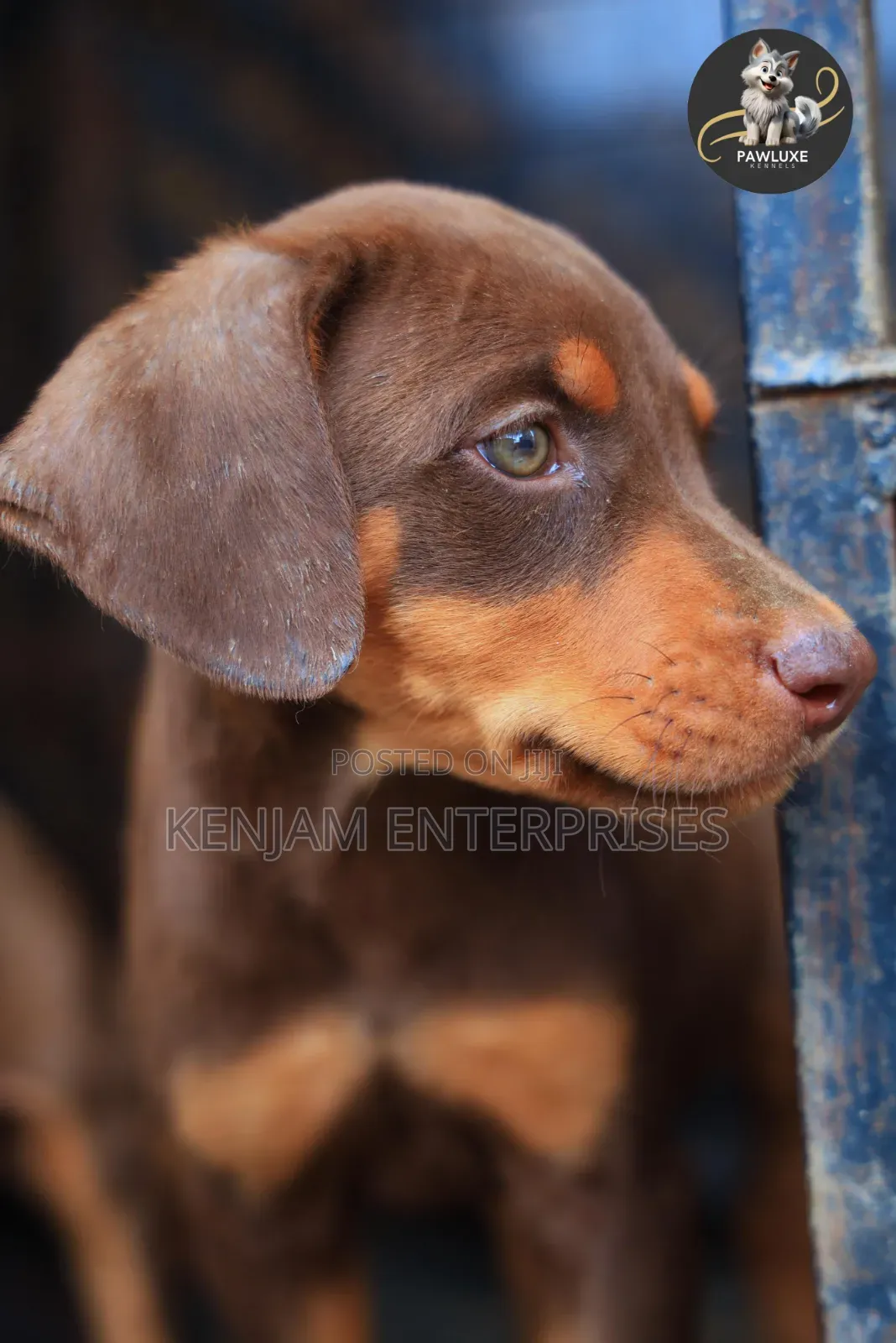 1-3 months Female Purebred Doberman Pinscher