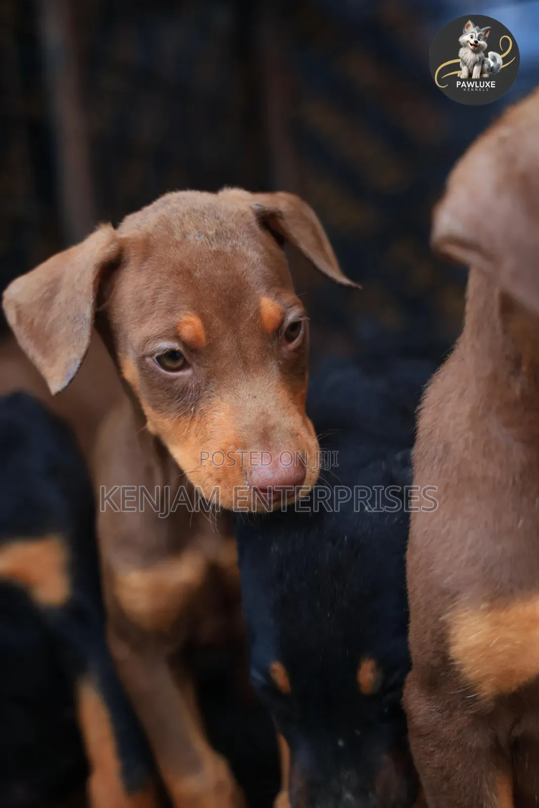 1-3 months Female Purebred Doberman Pinscher