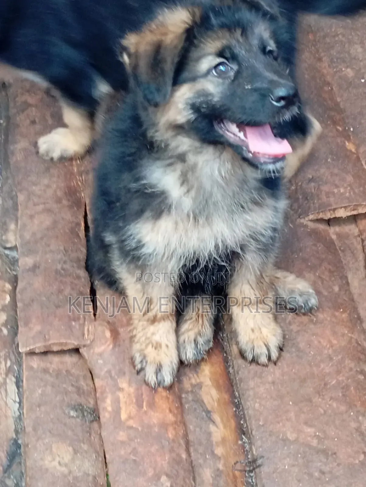 1-3 months Male Purebred German Shepherd