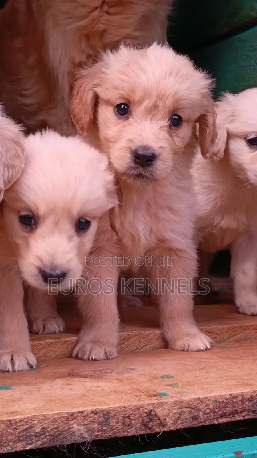 1-3 months Female Purebred Golden Retriever