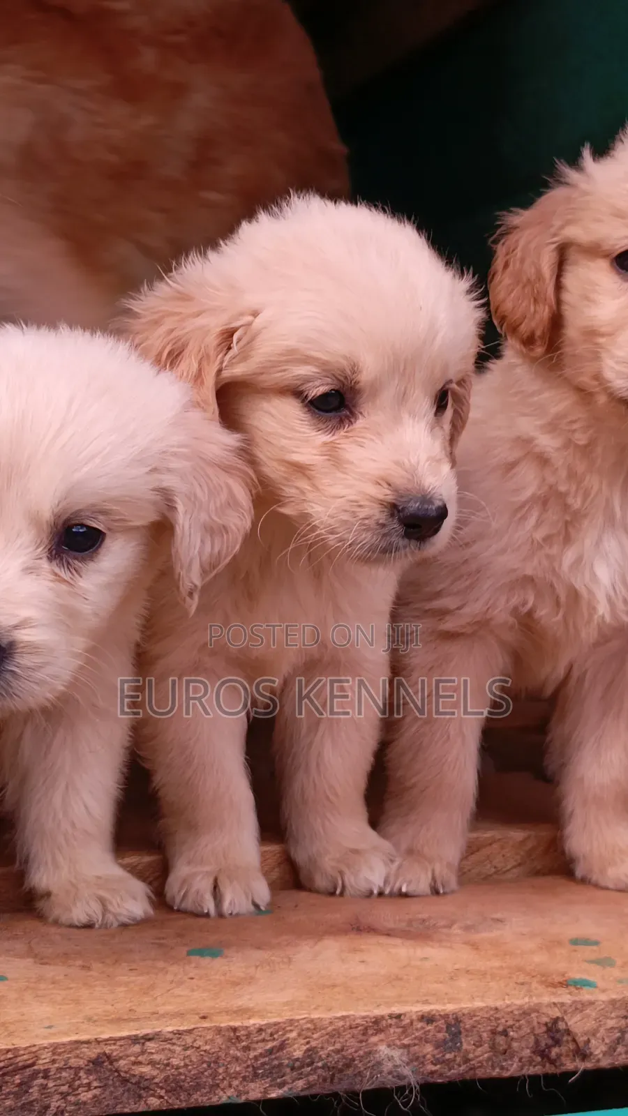 1-3 months Female Purebred Golden Retriever