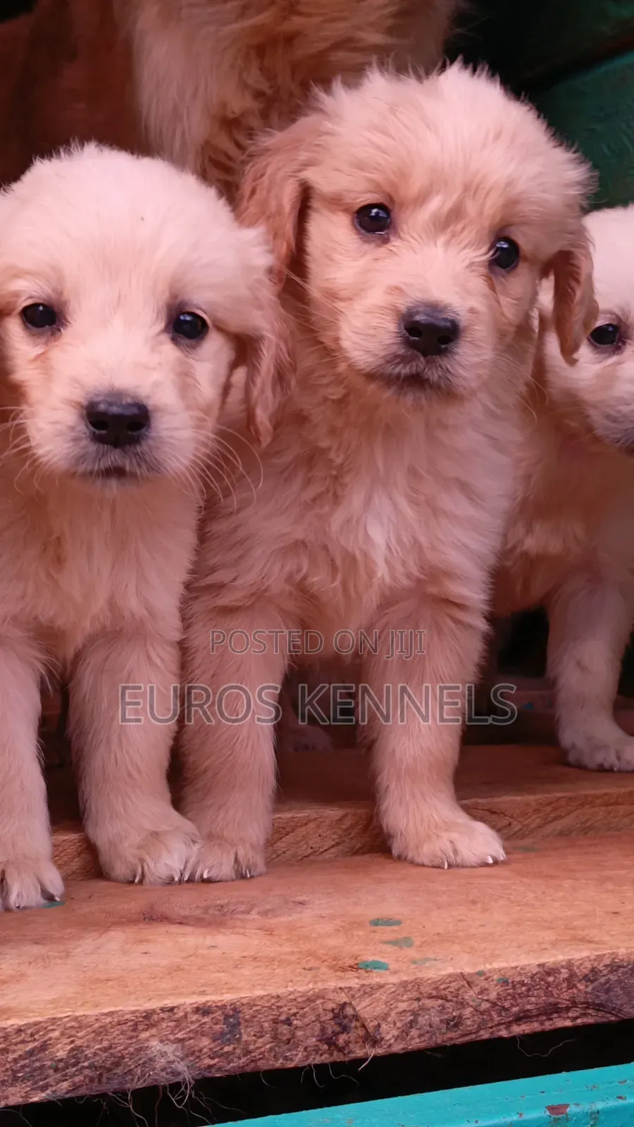 1-3 months Female Purebred Golden Retriever