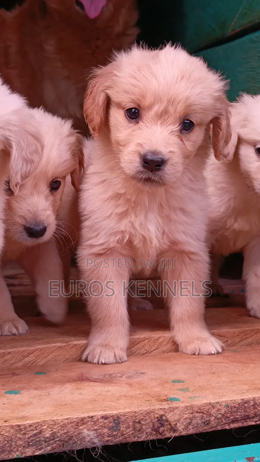 1-3 months Female Purebred Golden Retriever