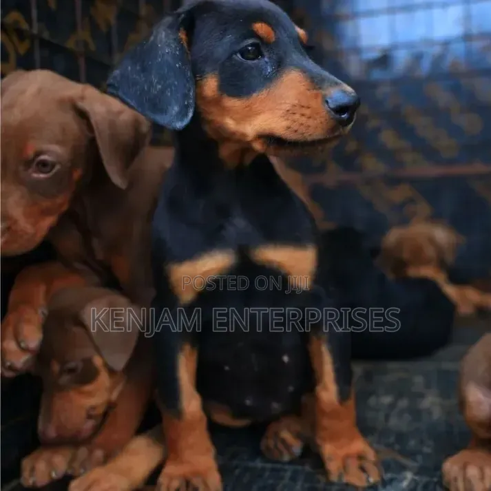 1-3 months Female Purebred Doberman Pinscher