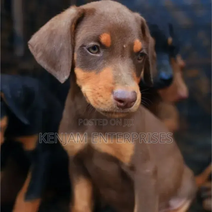 1-3 months Male Purebred Doberman Pinscher