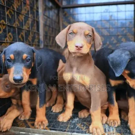 1-3 months Male Purebred Doberman Pinscher