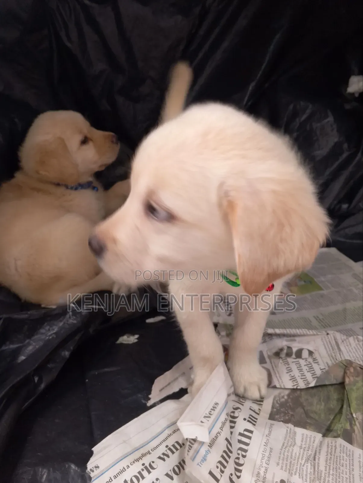 1-3 months Female Purebred Labrador Retriever