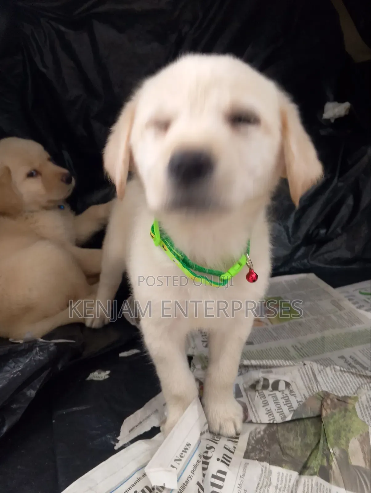 1-3 months Female Purebred Labrador Retriever