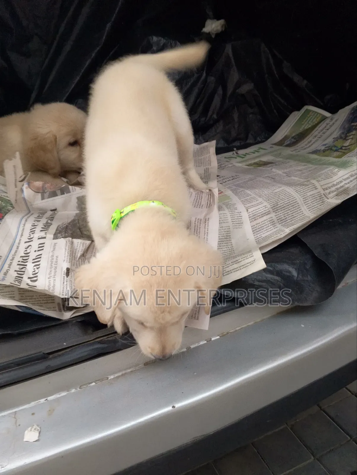 1-3 months Female Purebred Labrador Retriever