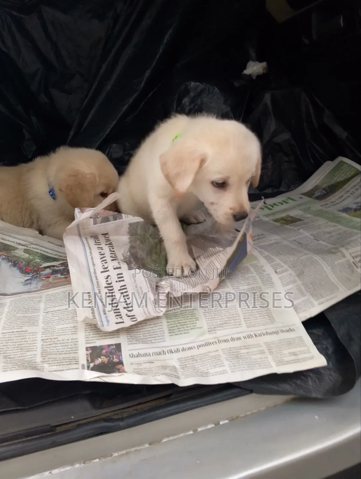1-3 months Female Purebred Labrador Retriever