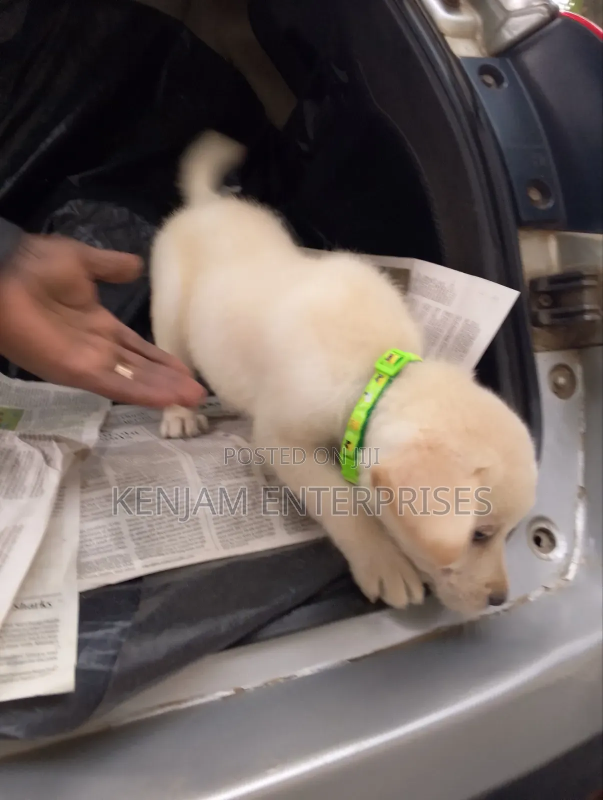 1-3 months Female Purebred Labrador Retriever