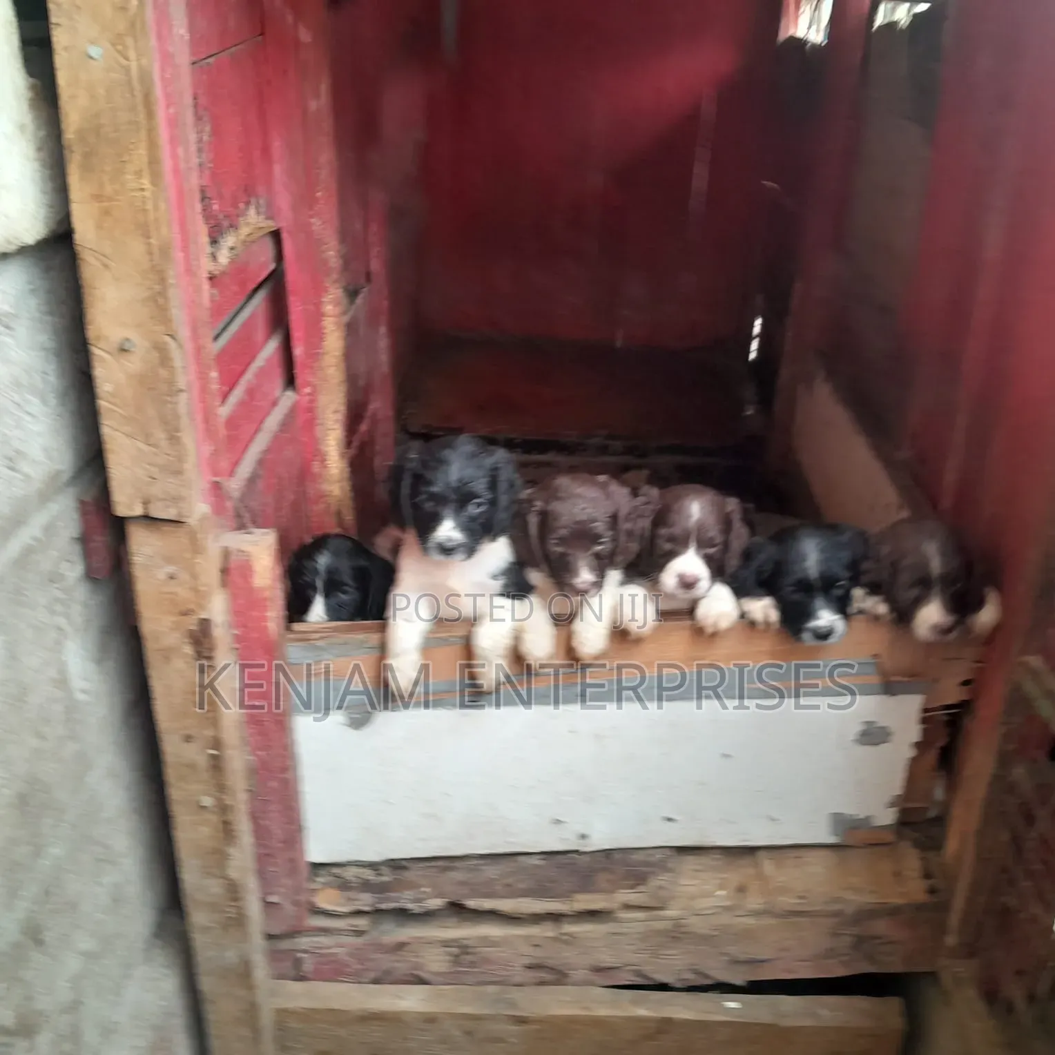 1-3 months Male Purebred English Springer Spaniel
