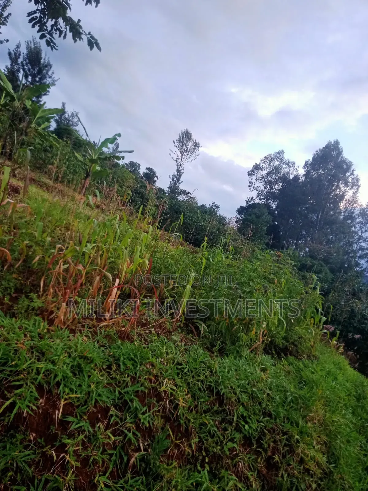 2.4 Acres on Sale at Mukangu-Kiharu
