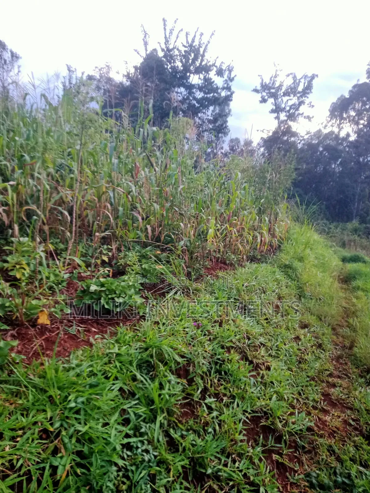 2.4 Acres on Sale at Mukangu-Kiharu