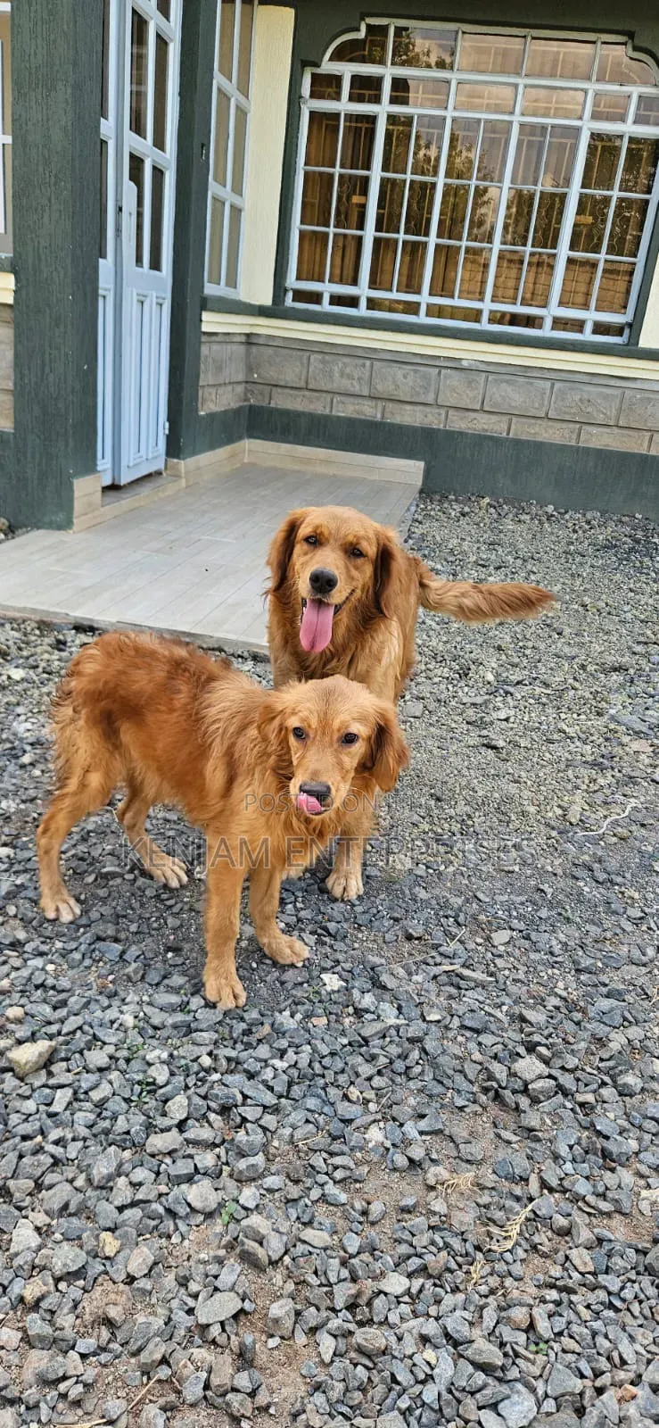 3-6 months Male Purebred Golden Retriever