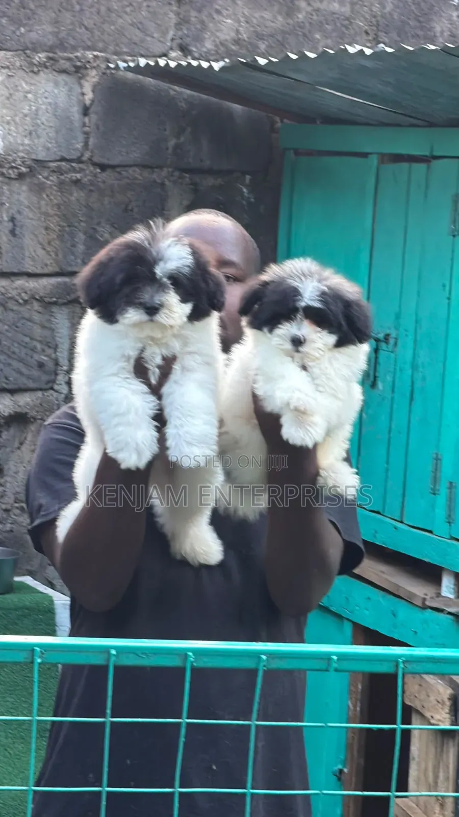 1-3 months Female Purebred Havanese
