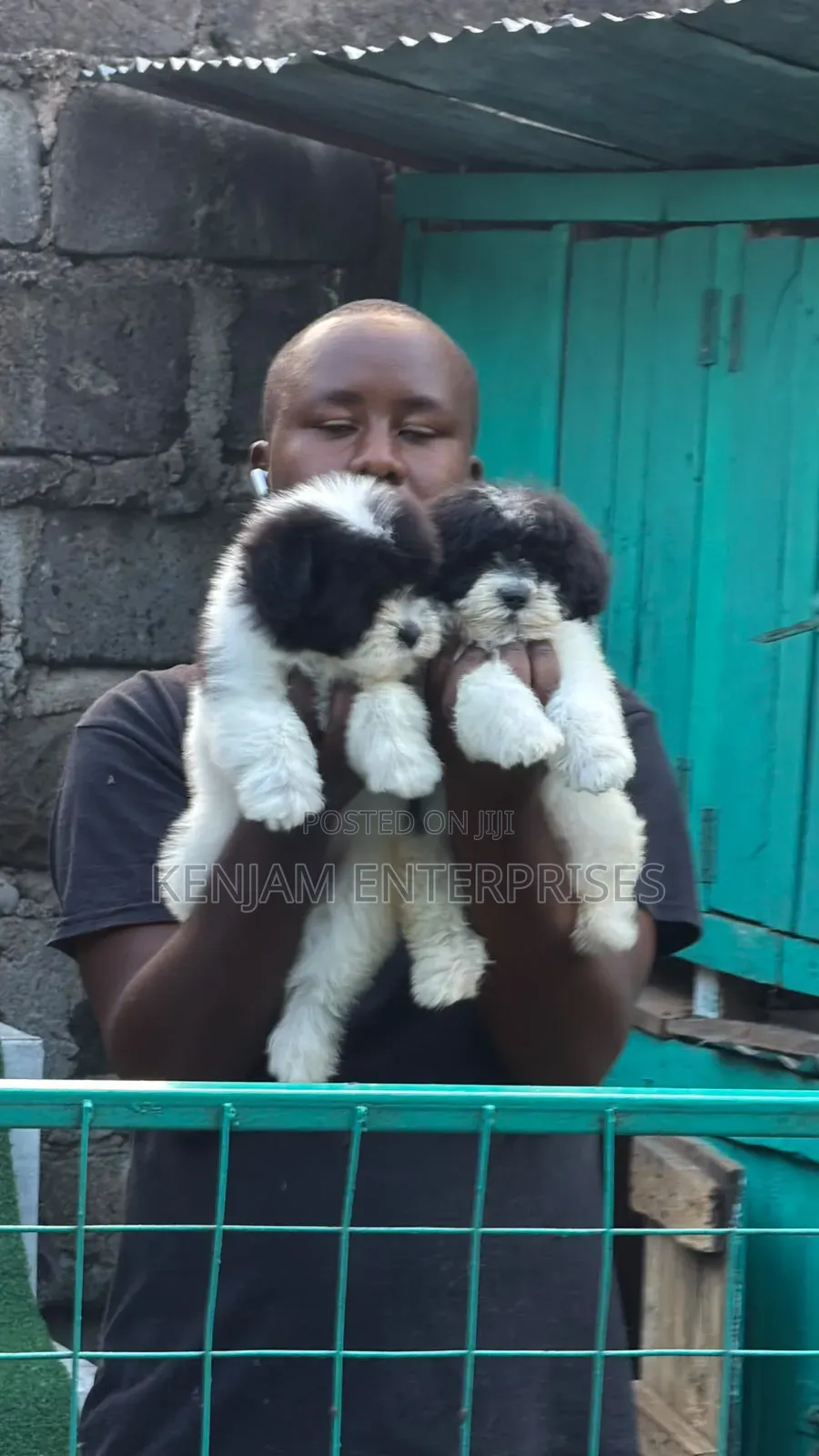 1-3 months Female Purebred Havanese