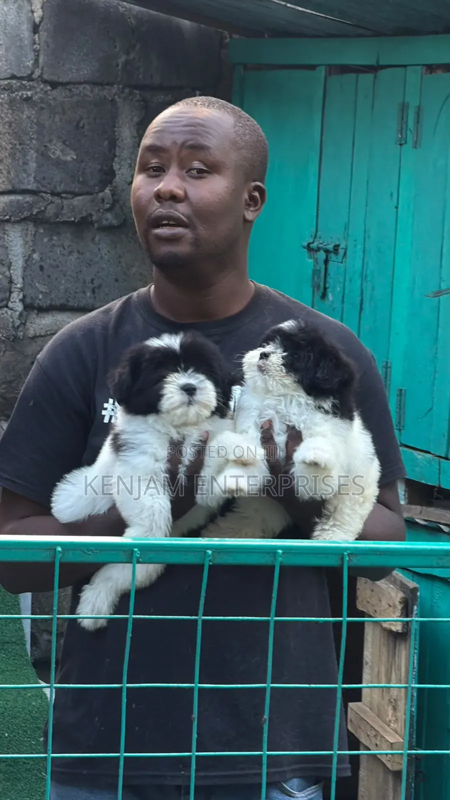 1-3 months Female Purebred Havanese