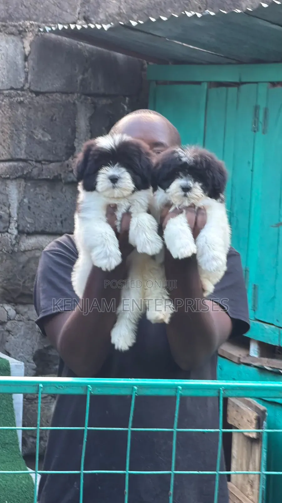 1-3 months Male Purebred Havanese