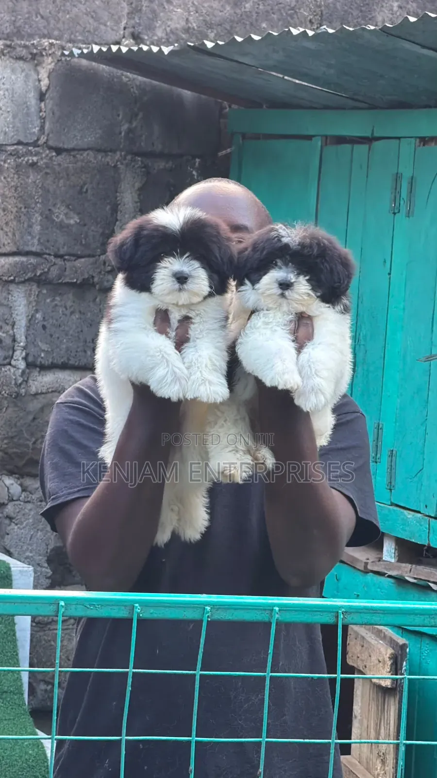 1-3 months Male Purebred Havanese