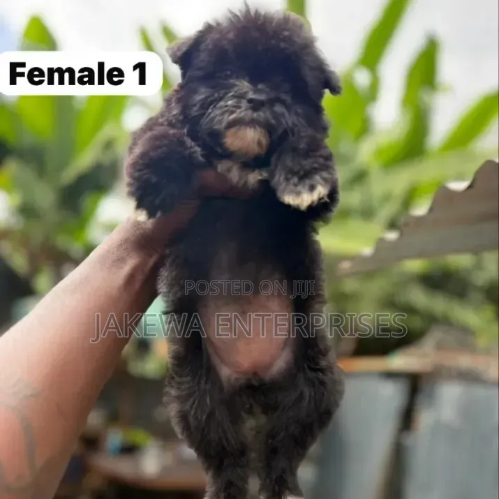1-3 months Female Purebred Havanese